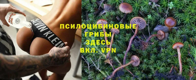 Псилоцибиновые грибы Cubensis  Николаевск 